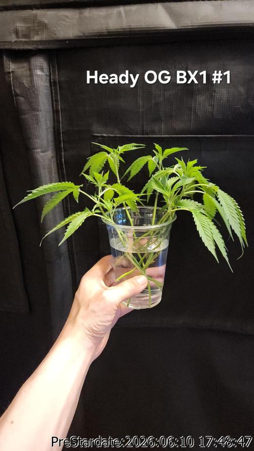 TKO x Heady OG BX1 – JLG | MDF. Week 5