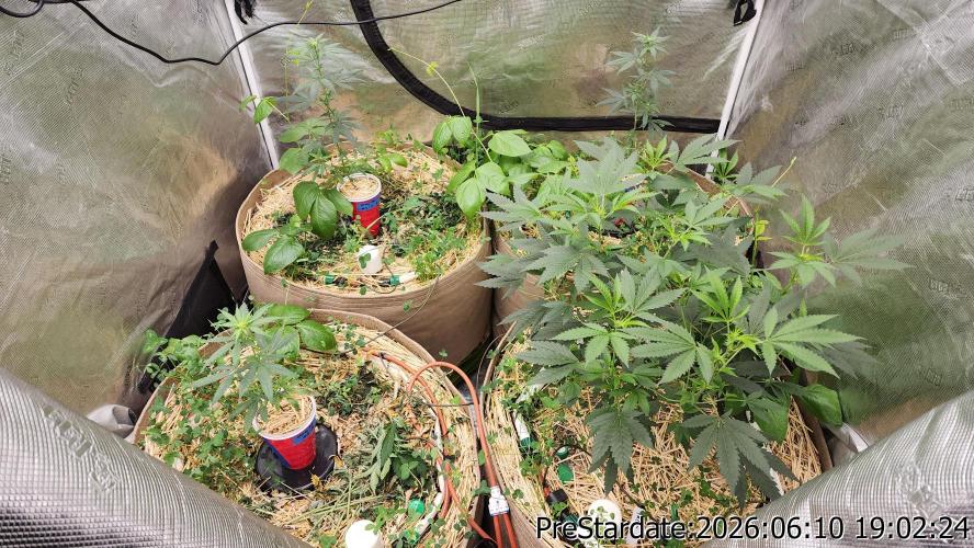 TKO x Heady OG BX1 – JLG | MDF. Week 5