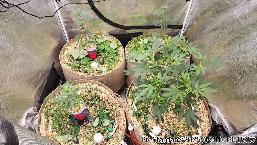 TKO x Heady OG BX1 – JLG | MDF. Week 5
