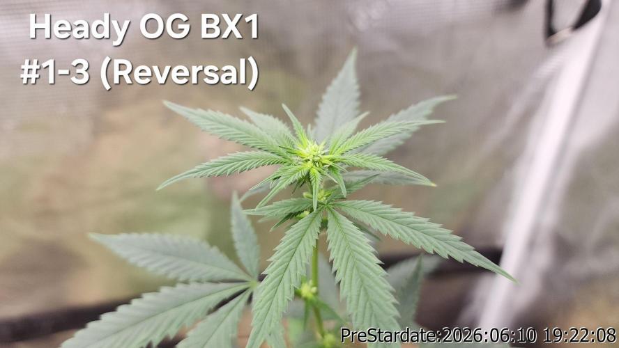 TKO x Heady OG BX1 – JLG | MDF. Week 5