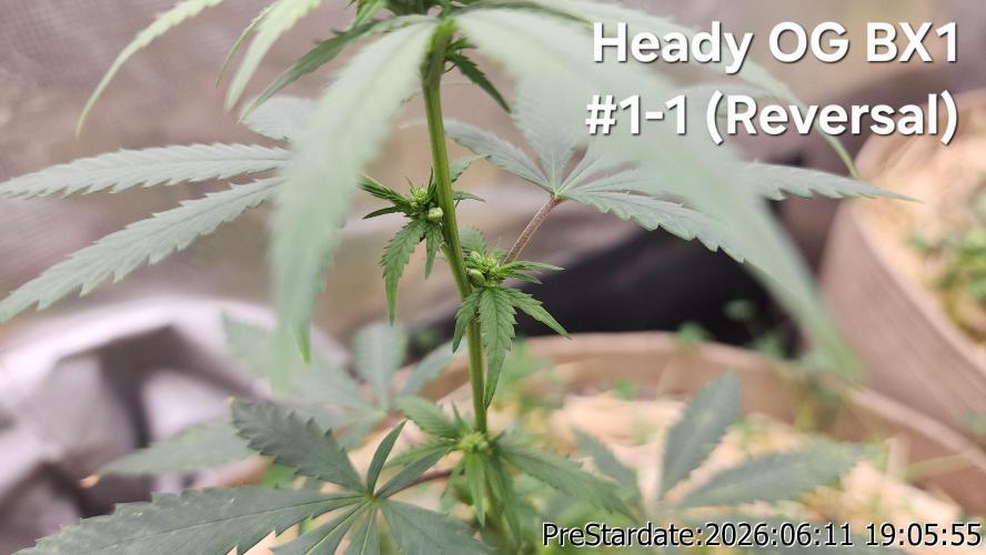 TKO x Heady OG BX1 – JLG | MDF. Week 5