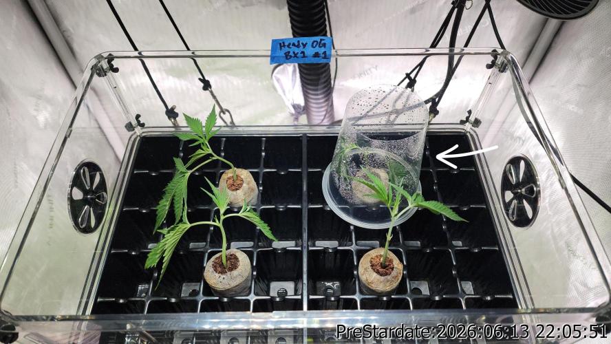 TKO x Heady OG BX1 – JLG | MDF. Week 5