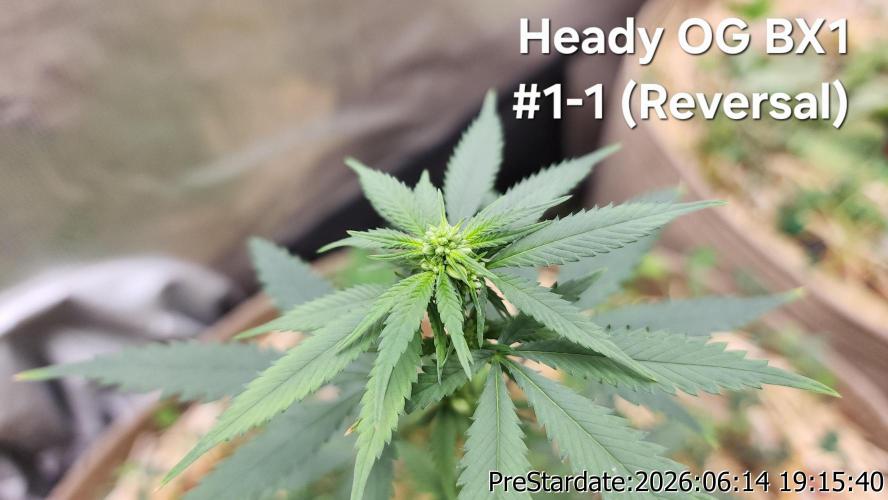 TKO x Heady OG BX1 – JLG | MDF. Week 5