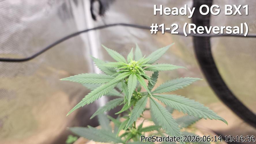 TKO x Heady OG BX1 – JLG | MDF. Week 5
