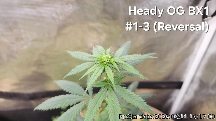 TKO x Heady OG BX1 – JLG | MDF. Week 5