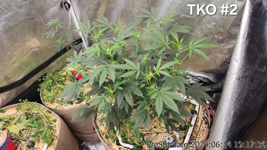 TKO x Heady OG BX1 – JLG | MDF. Week 5