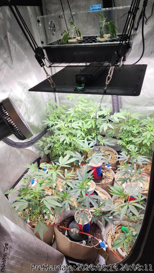 TKO x Heady OG BX1 – JLG | MDF. Week 5