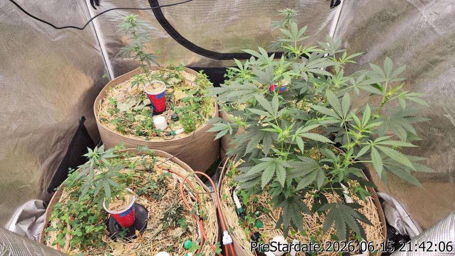 TKO x Heady OG BX1 – JLG | MDF. Week 6