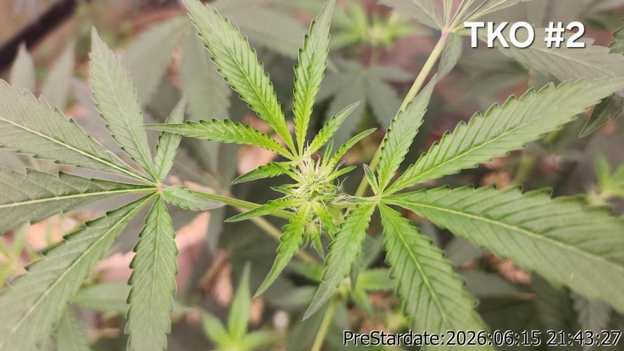 TKO x Heady OG BX1 – JLG | MDF. Week 6