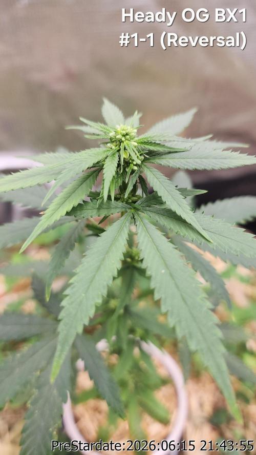 TKO x Heady OG BX1 – JLG | MDF. Week 6