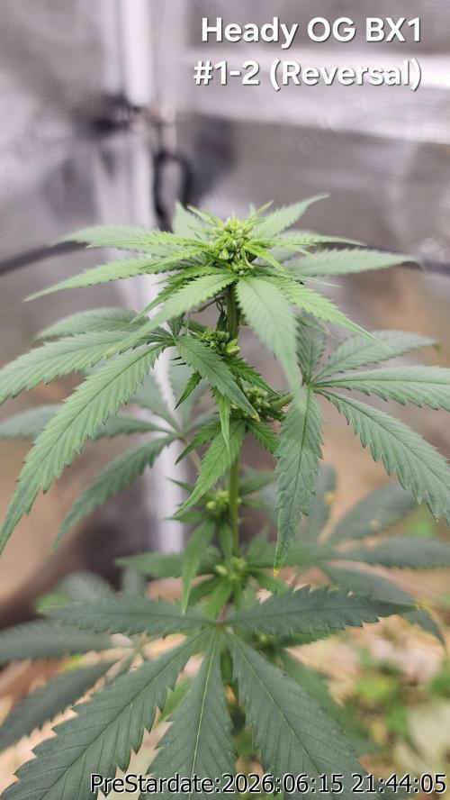 TKO x Heady OG BX1 – JLG | MDF. Week 6