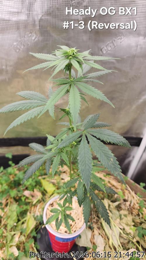 TKO x Heady OG BX1 – JLG | MDF. Week 6