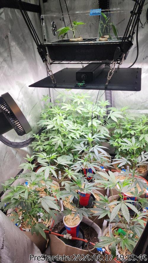 TKO x Heady OG BX1 – JLG | MDF. Week 6