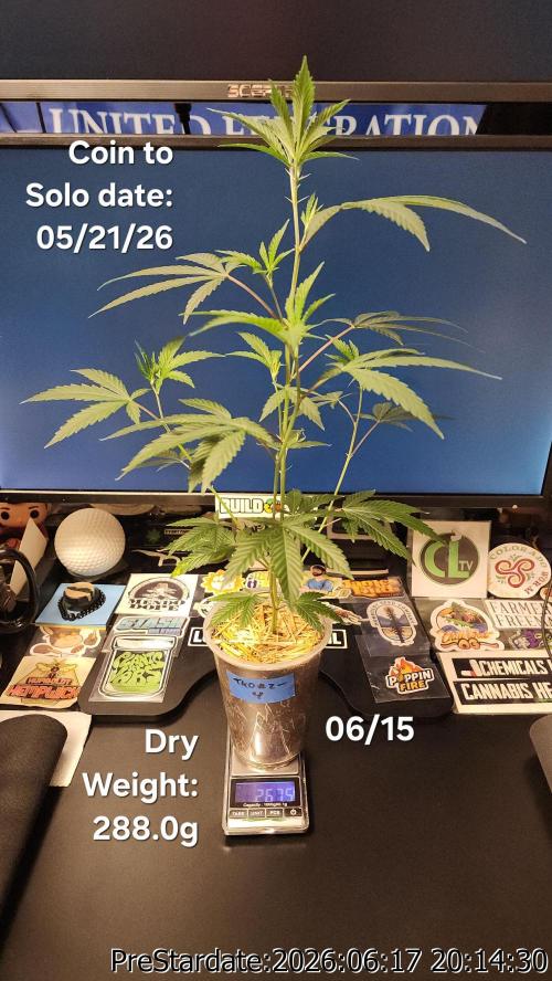 TKO x Heady OG BX1 – JLG | MDF. Week 6