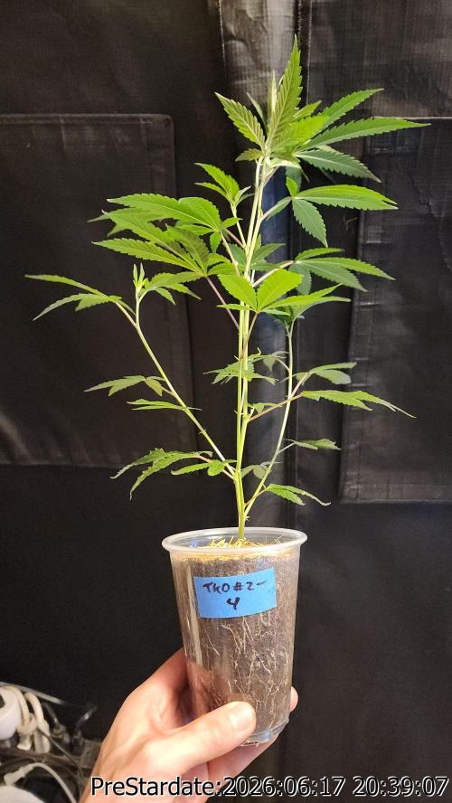 TKO x Heady OG BX1 – JLG | MDF. Week 6
