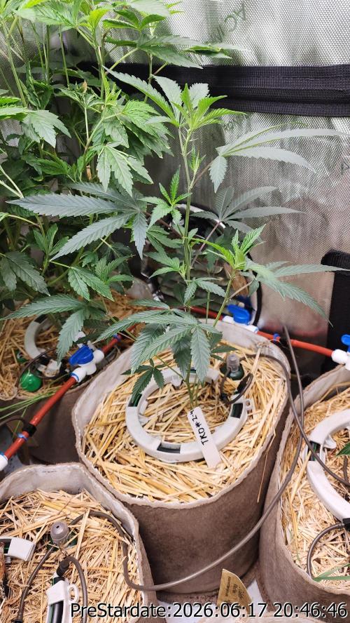 TKO x Heady OG BX1 – JLG | MDF. Week 6