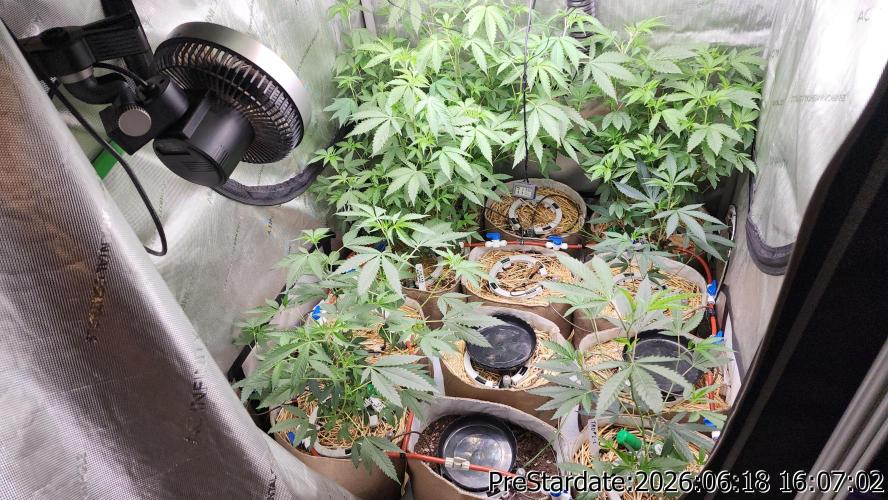TKO x Heady OG BX1 – JLG | MDF. Week 6