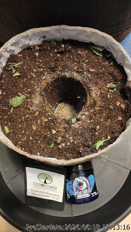 TKO x Heady OG BX1 – JLG | MDF. Week 6