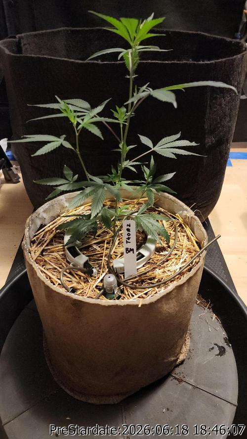 TKO x Heady OG BX1 – JLG | MDF. Week 6