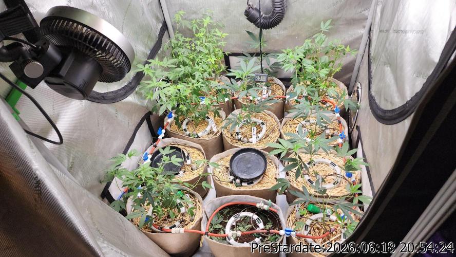 TKO x Heady OG BX1 – JLG | MDF. Week 6