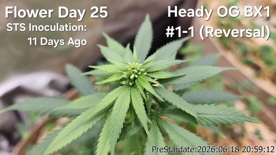 TKO x Heady OG BX1 – JLG | MDF. Week 6