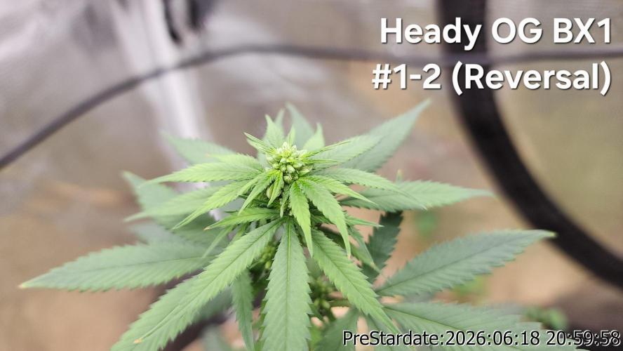 TKO x Heady OG BX1 – JLG | MDF. Week 6