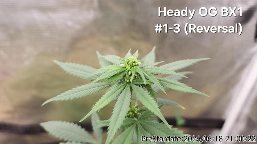 TKO x Heady OG BX1 – JLG | MDF. Week 6