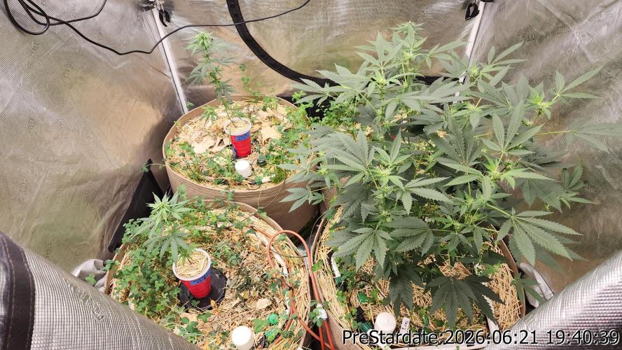 TKO x Heady OG BX1 – JLG | MDF. Week 6