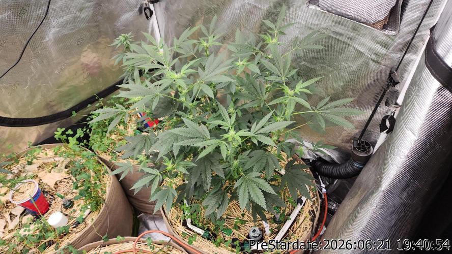 TKO x Heady OG BX1 – JLG | MDF. Week 6
