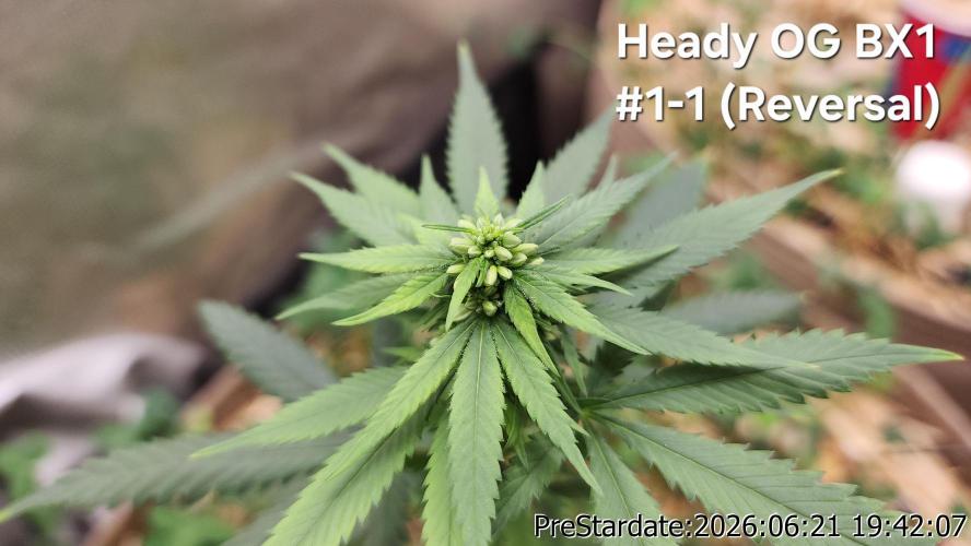 TKO x Heady OG BX1 – JLG | MDF. Week 6