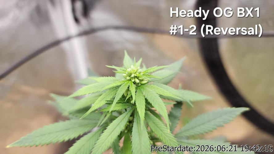 TKO x Heady OG BX1 – JLG | MDF. Week 6
