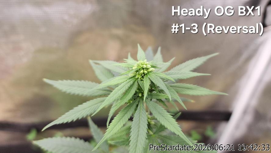 TKO x Heady OG BX1 – JLG | MDF. Week 6