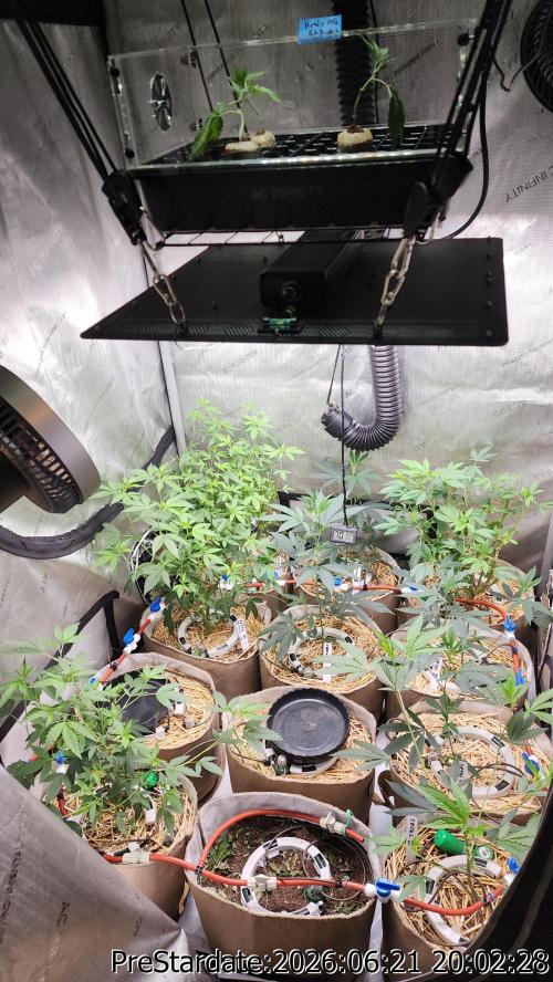 TKO x Heady OG BX1 – JLG | MDF. Week 6