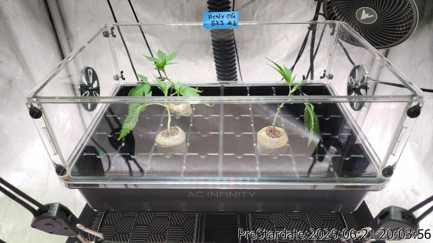 TKO x Heady OG BX1 – JLG | MDF. Week 6