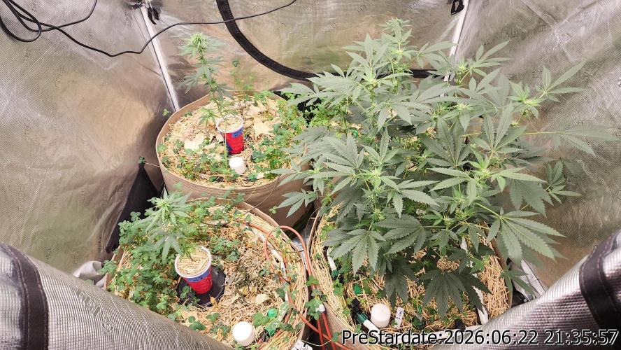 TKO x Heady OG BX1 – JLG | MDF. Week 7