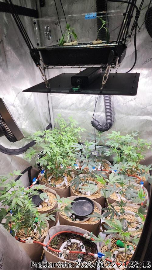 TKO x Heady OG BX1 – JLG | MDF. Week 7