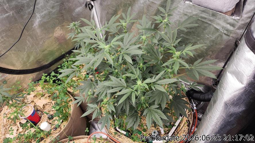 TKO x Heady OG BX1 – JLG | MDF. Week 7