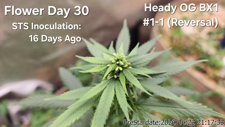 TKO x Heady OG BX1 – JLG | MDF. Week 7