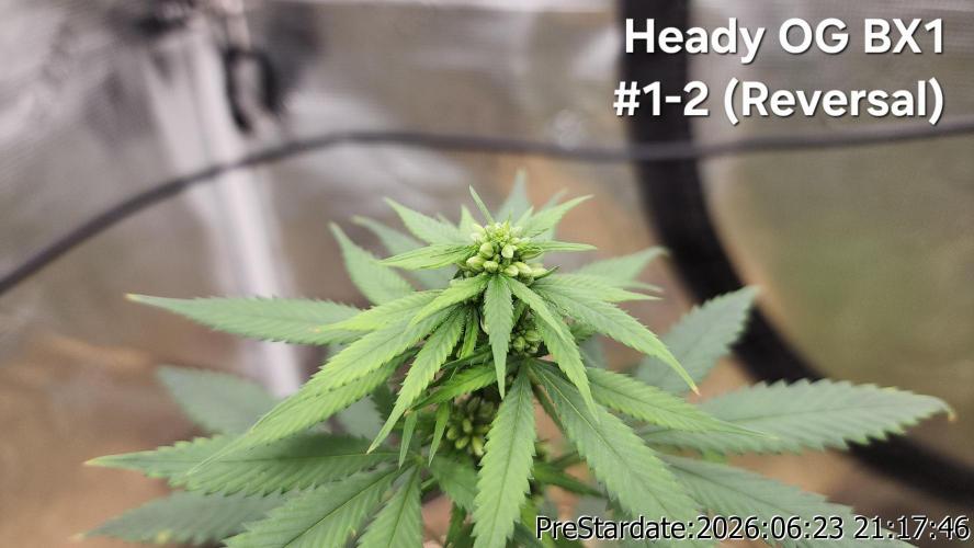 TKO x Heady OG BX1 – JLG | MDF. Week 7