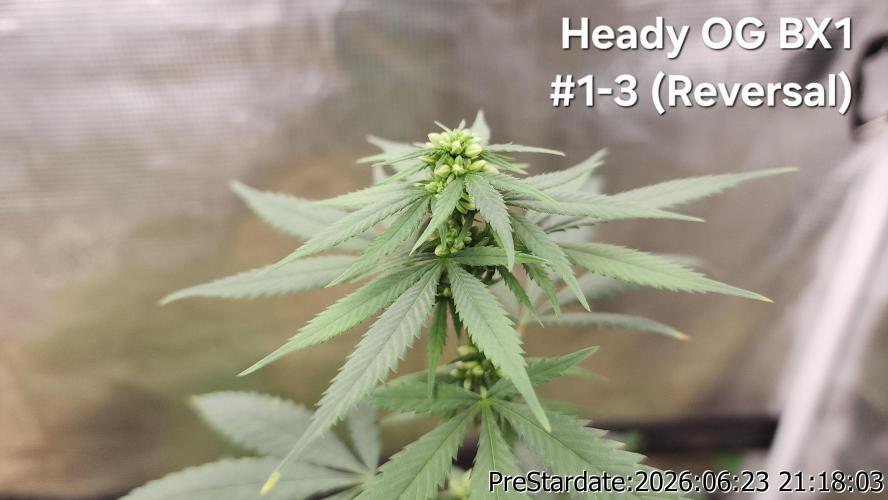 TKO x Heady OG BX1 – JLG | MDF. Week 7