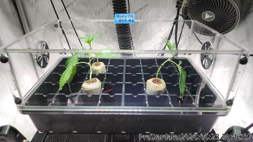 TKO x Heady OG BX1 – JLG | MDF. Week 7