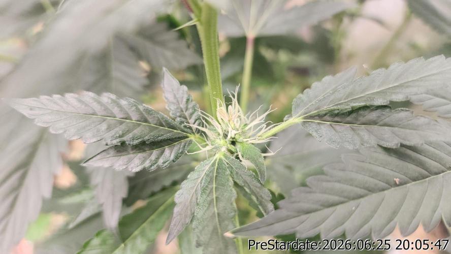 TKO x Heady OG BX1 – JLG | MDF. Week 7