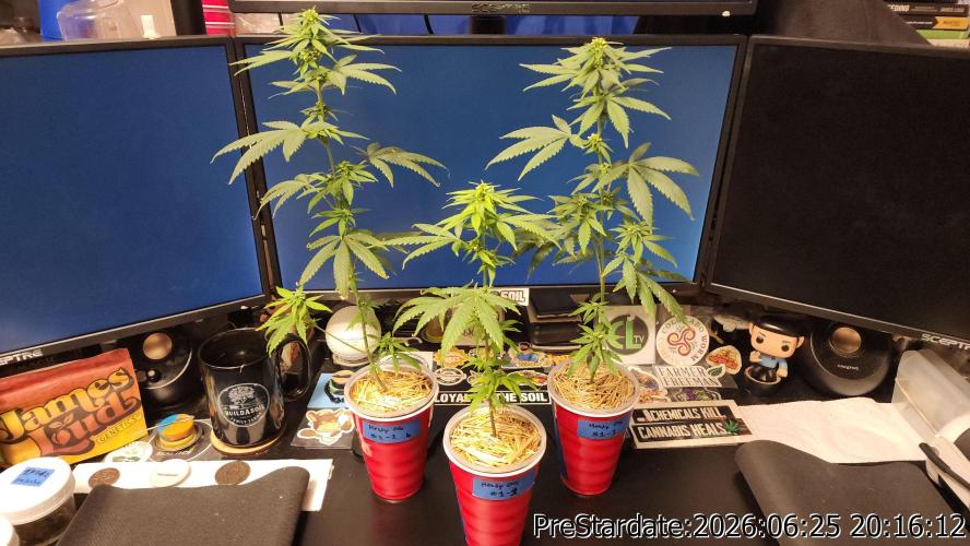 TKO x Heady OG BX1 – JLG | MDF. Week 7