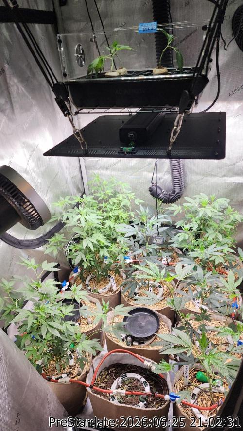 TKO x Heady OG BX1 – JLG | MDF. Week 7