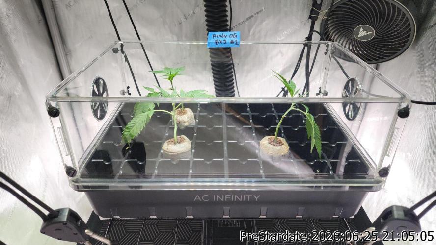 TKO x Heady OG BX1 – JLG | MDF. Week 7