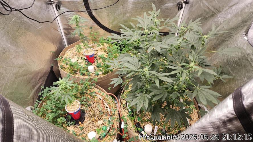 TKO x Heady OG BX1 – JLG | MDF. Week 7