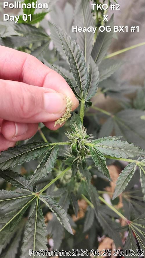 TKO x Heady OG BX1 – JLG | MDF. Week 7