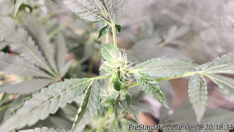 TKO x Heady OG BX1 – JLG | MDF. Week 7