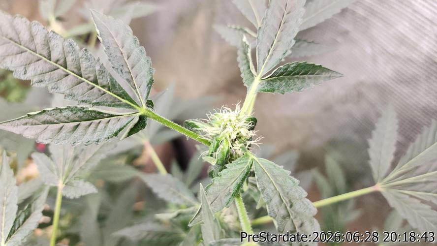 TKO x Heady OG BX1 – JLG | MDF. Week 7