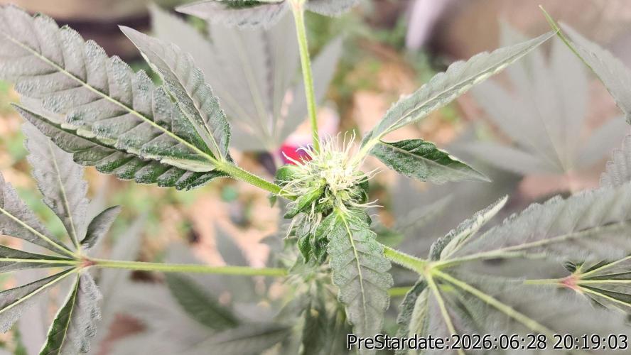 TKO x Heady OG BX1 – JLG | MDF. Week 7
